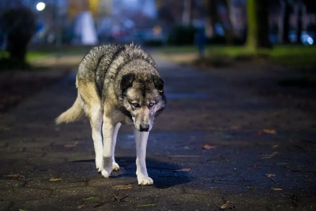 Urban Wolf