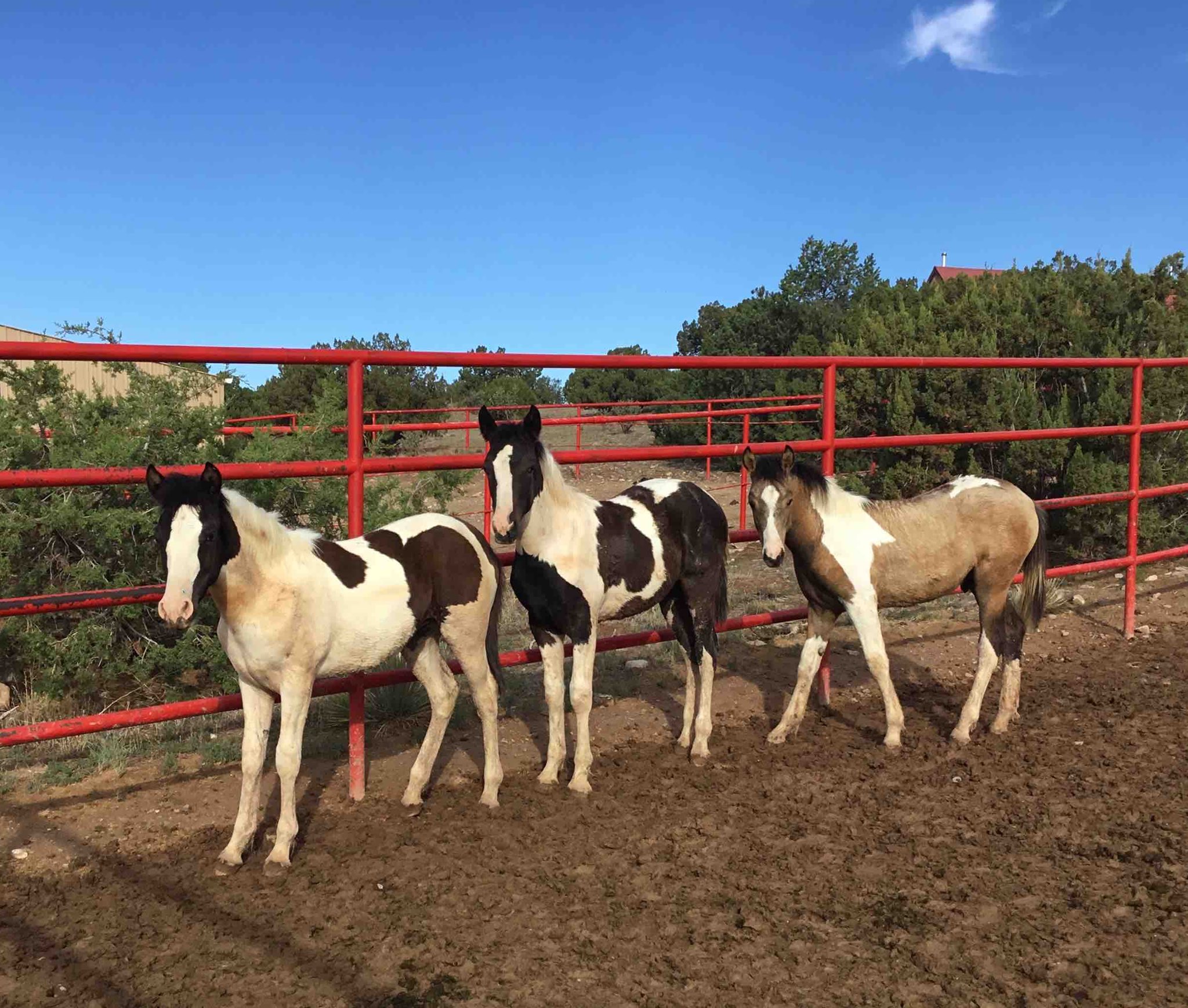 The Horse Shelter Resale Store