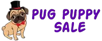 Company logo of pug puppy