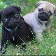 pug puppy