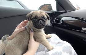 pug puppy