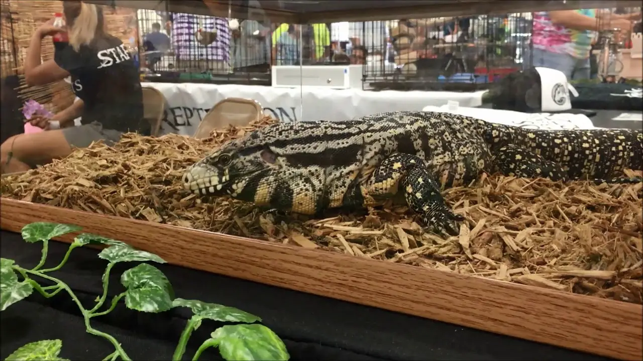 San Jose Reptile Show