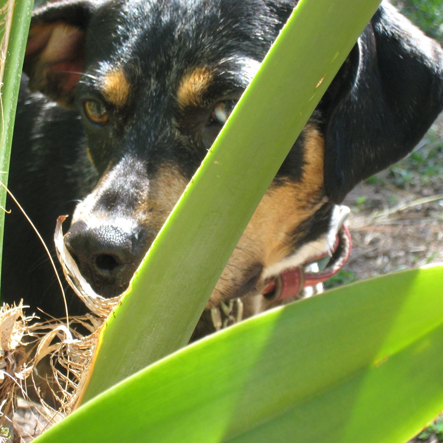 A Natural Pet Pantry