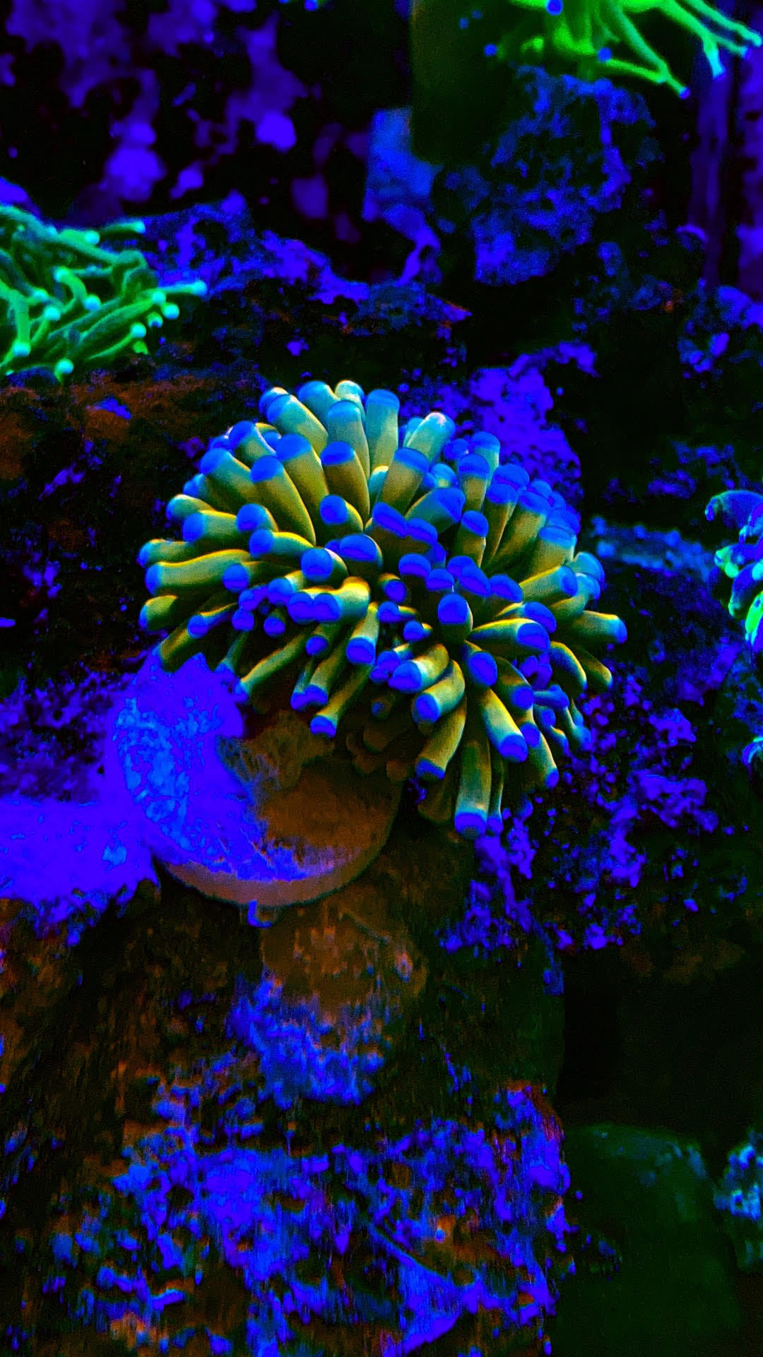 Coral Connection