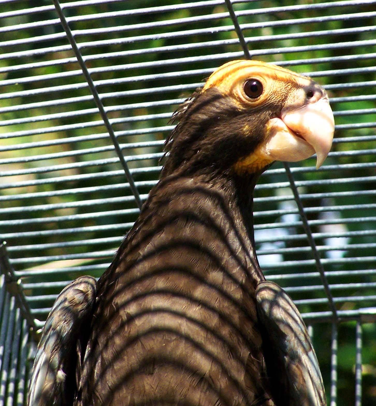 Parrotmount Aviaries