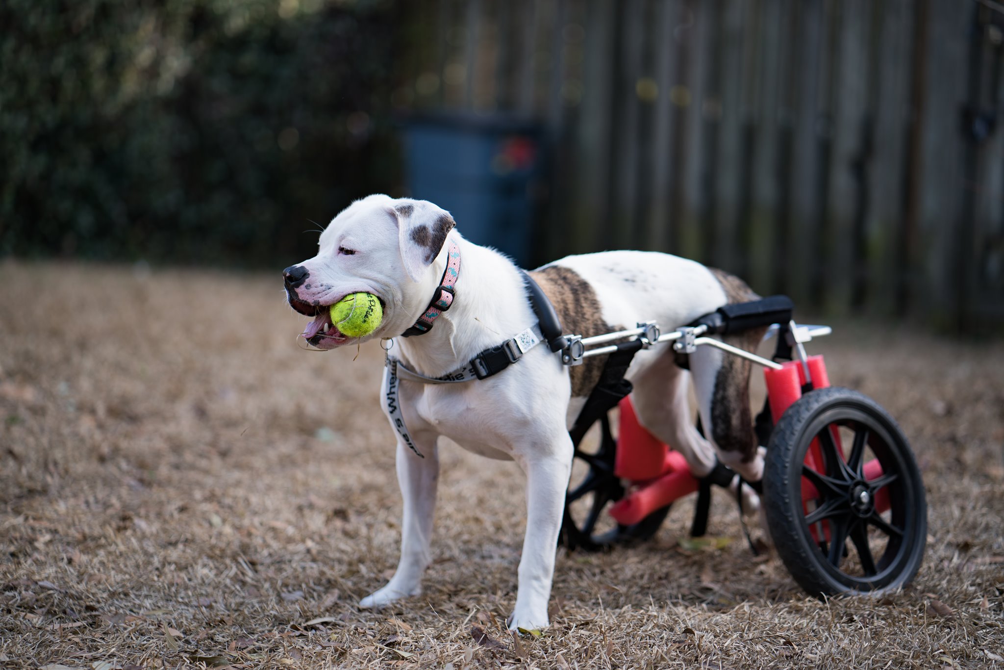 Wheelie Good Dog Treats