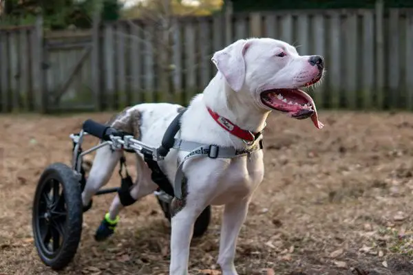 Wheelie Good Dog Treats