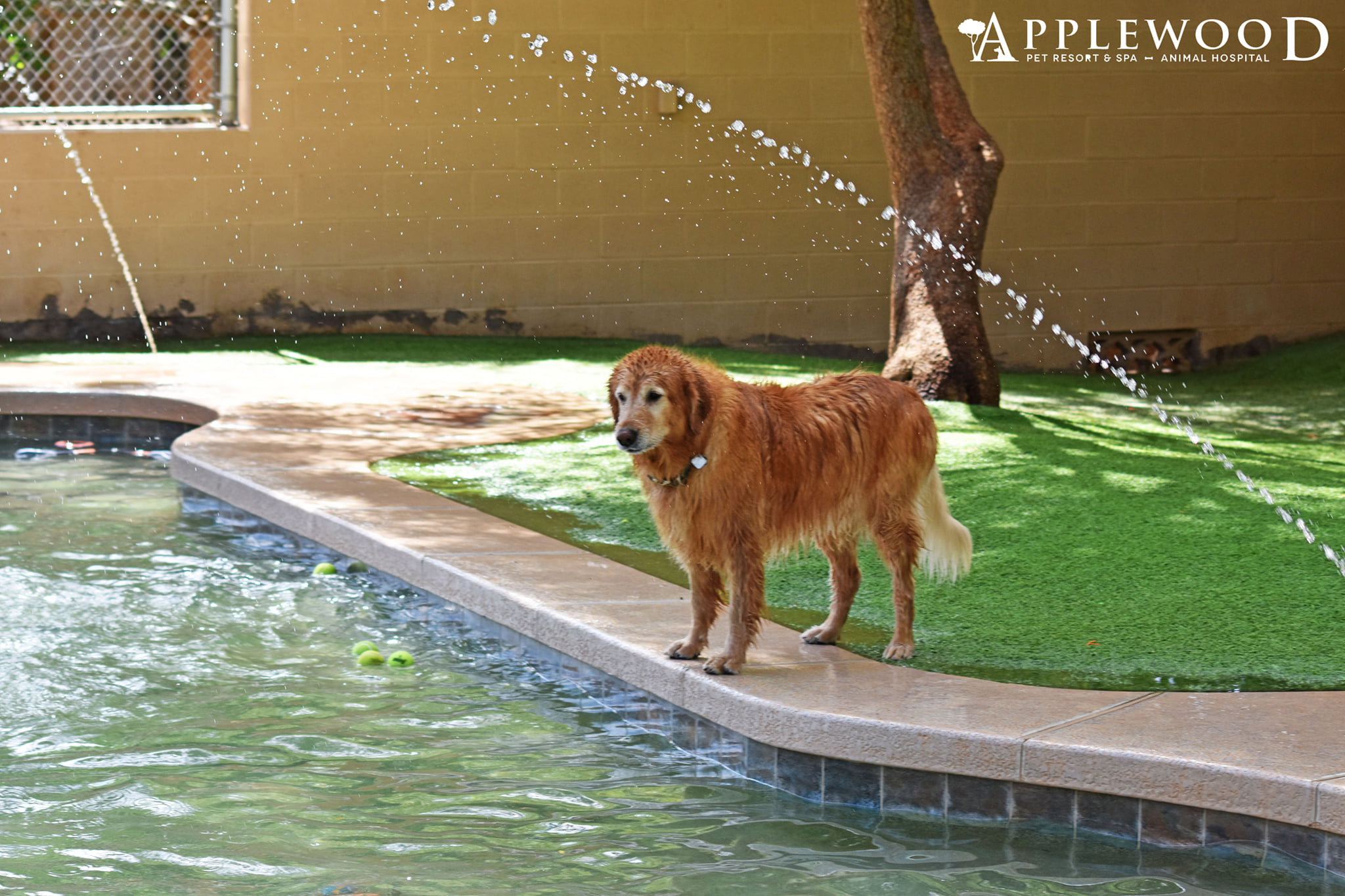 Applewood Pet Resort