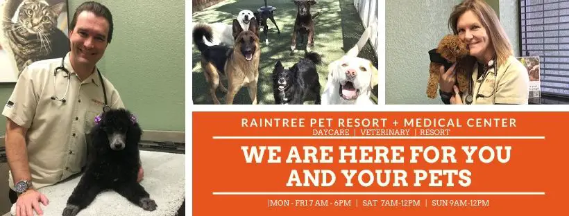 Raintree Pet Resort + Medical Center - Vet / Dog Daycare / Boarding in Scottsdale