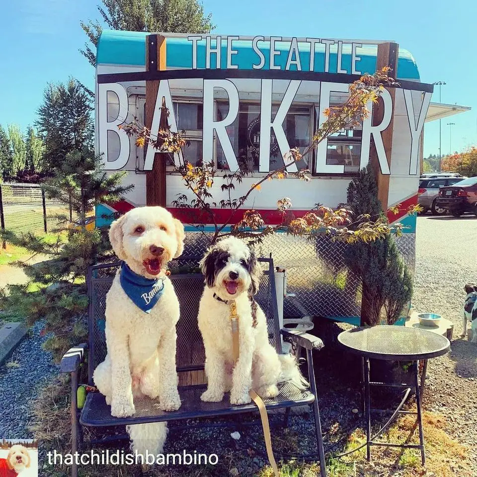 The Seattle Barkery