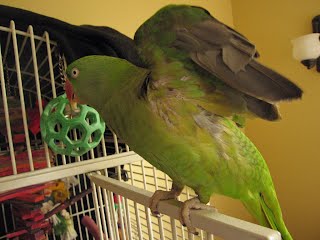 Pampered Parrot Behavior and Boarding