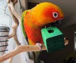 Pampered Parrot Behavior and Boarding