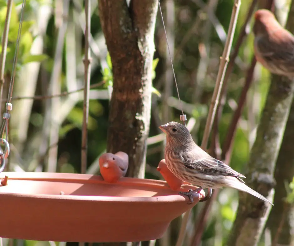 Seattle Audubon Society