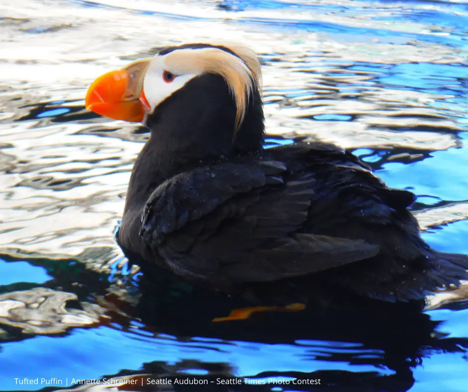 Seattle Audubon Society