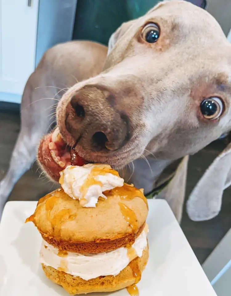 Downtown Dog Lounge Bakery