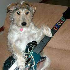 Running Dog Guitars