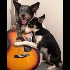 Running Dog Guitars