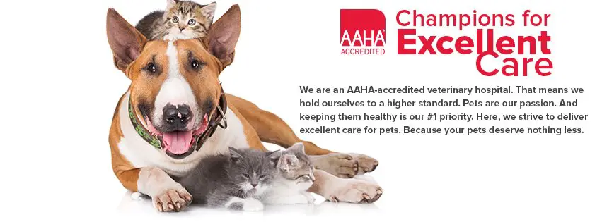 Best Care Pet Hospital