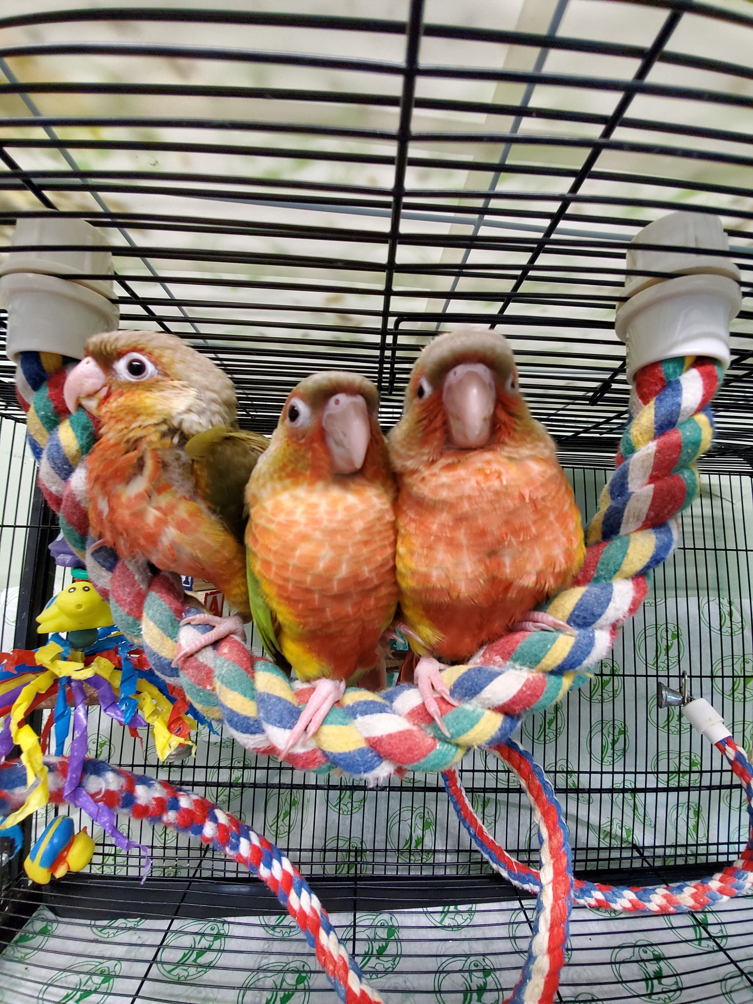 Varietees Exotic Bird Store