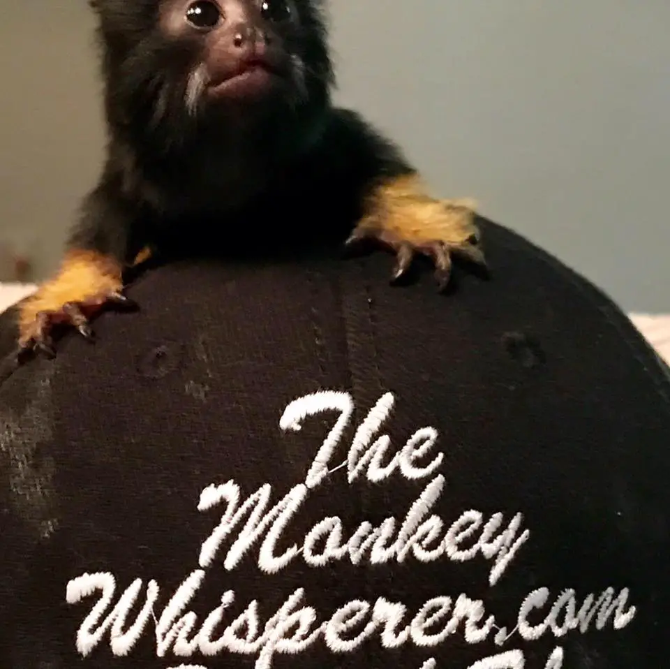 Company logo of The Monkey Whisperer