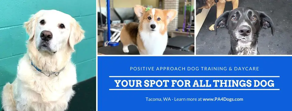 Positive Approach Dog Training & Daycare