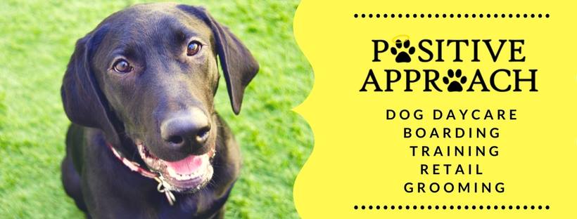 Positive Approach Dog Training & Daycare