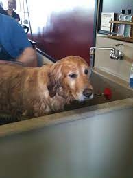 Shampooch Self Services Dog Wash