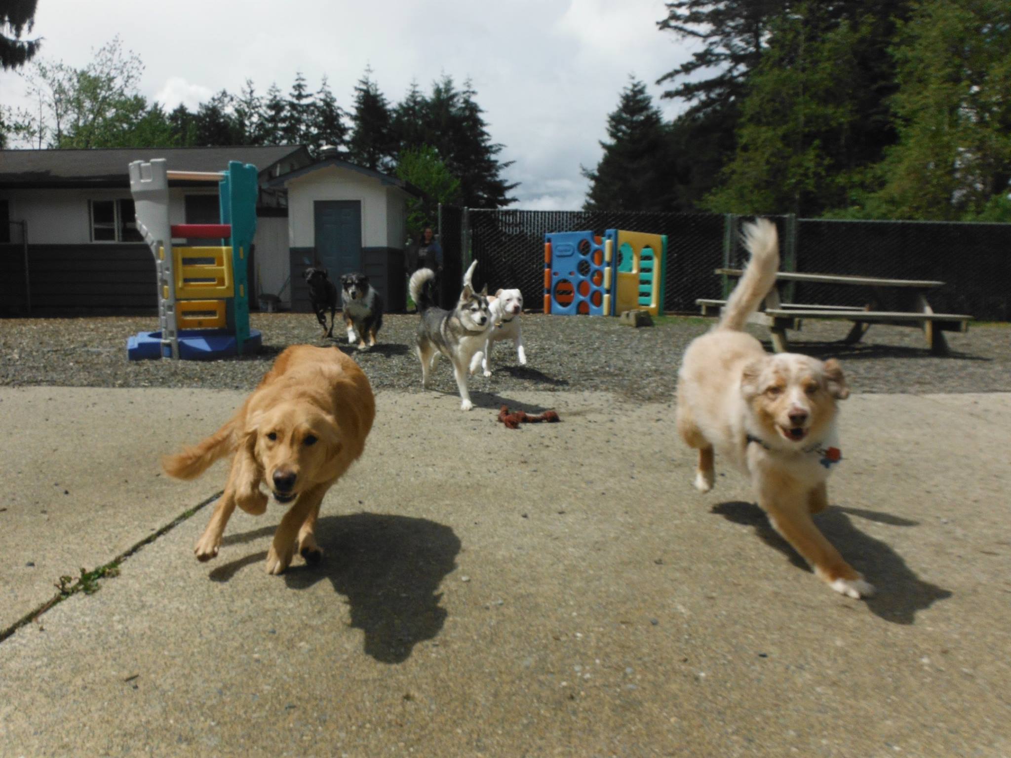 Country Kennels