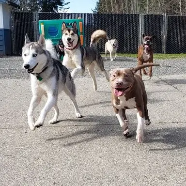 Country Kennels