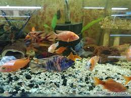 Westside Aquarium & Pets