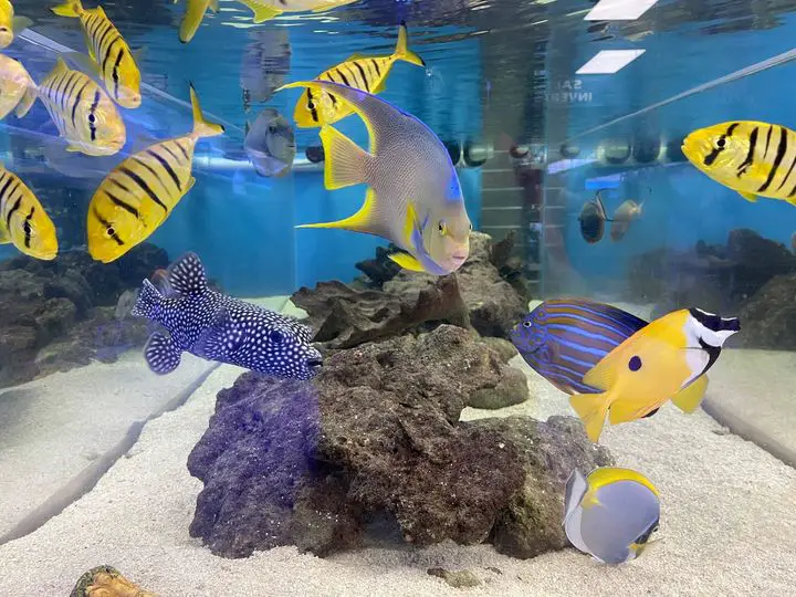 Marine Warehouse Aquarium
