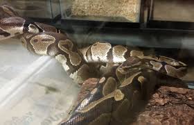 Southeast Reptile Exchange Inc.