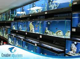 Creative Aquariums of Tampa