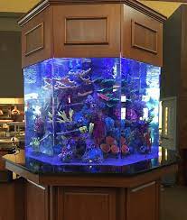 Creative Aquariums of Tampa