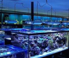 Creative Aquariums of Tampa