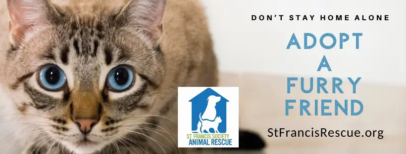 stfrancisrescue.org