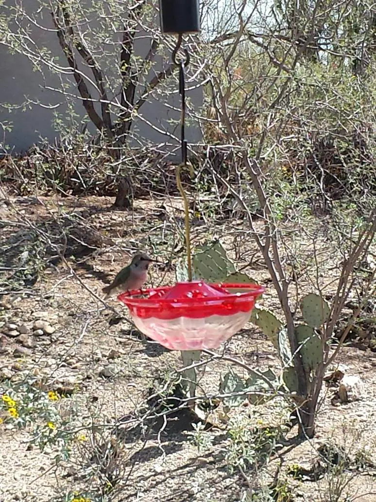 Wild Bird Store