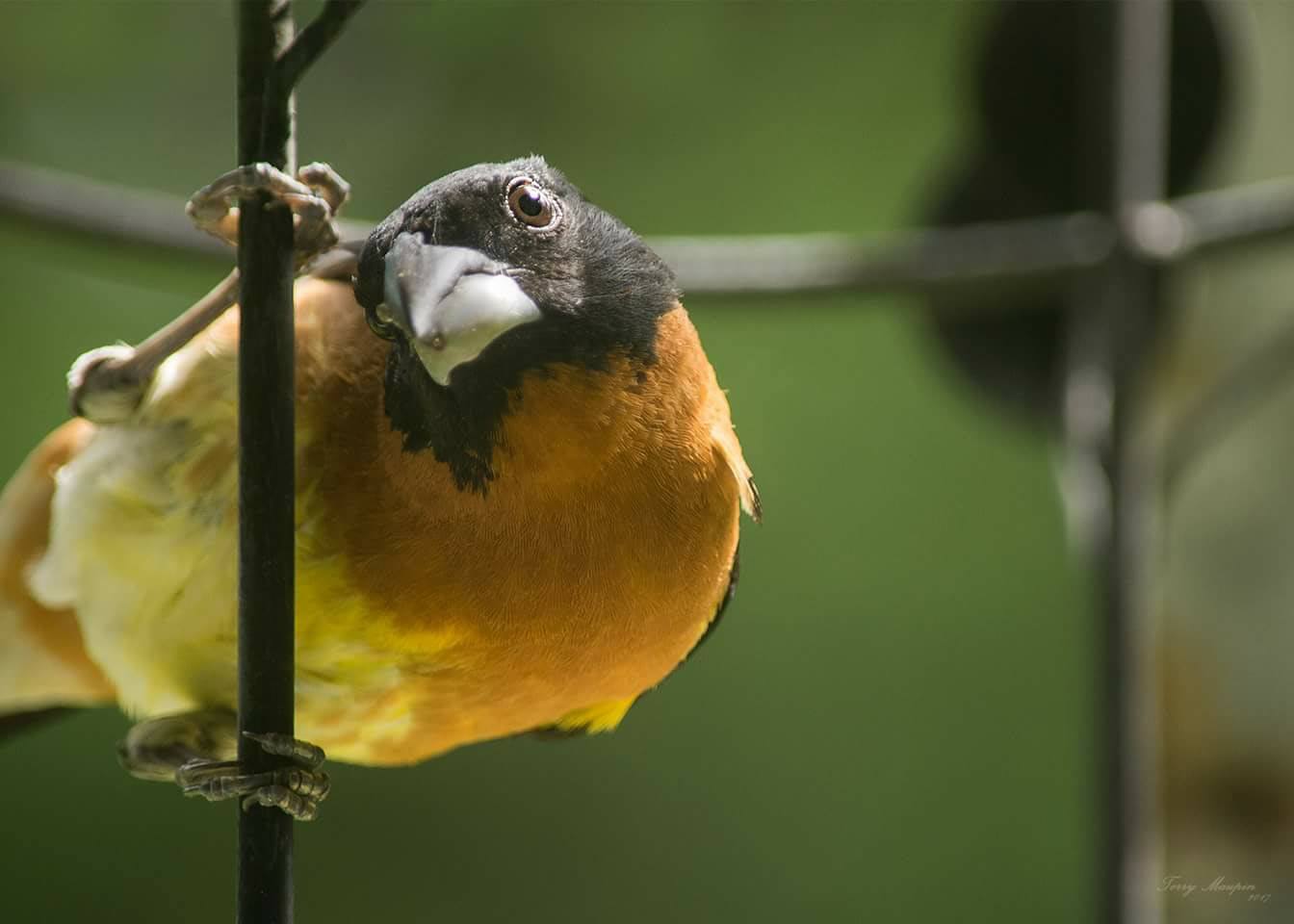 Backyard Bird Shop