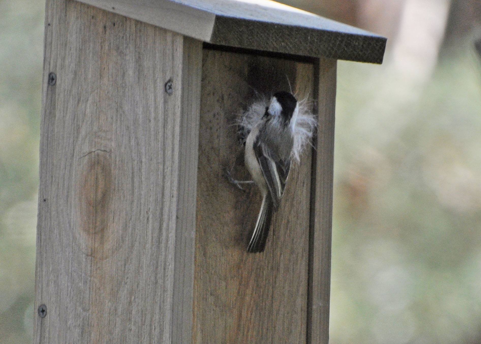 Backyard Bird Shop