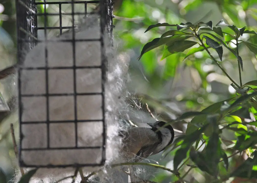 Backyard Bird Shop