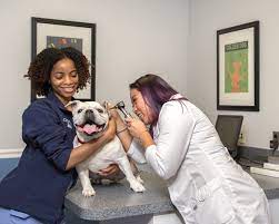 CityPaws Animal Hospital