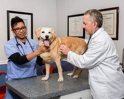 CityPaws Animal Hospital