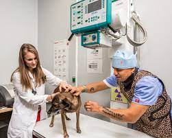 CityPaws Animal Hospital