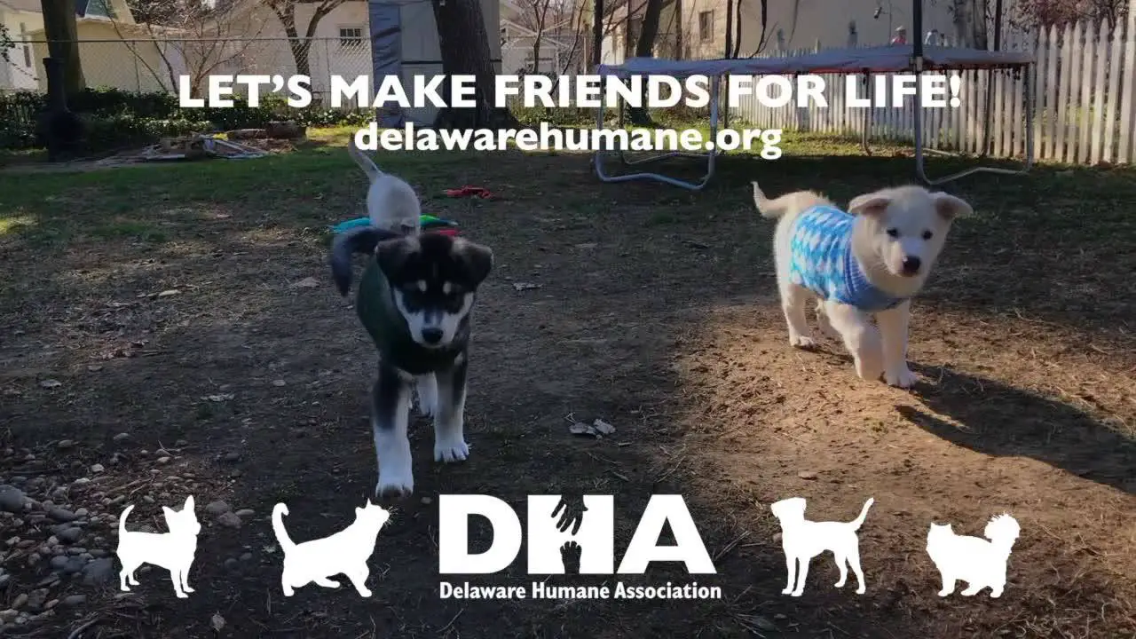 Delaware Humane Association