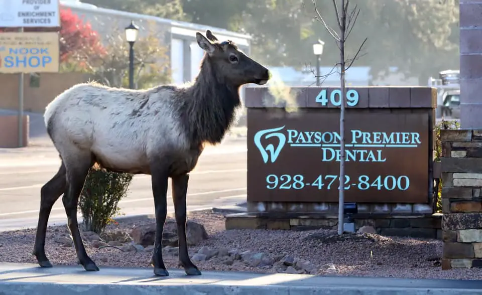 Payson Premier Dental