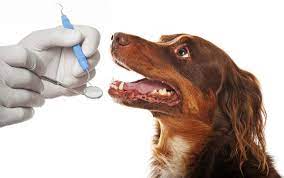 Animal Dental Care and Oral Surgery