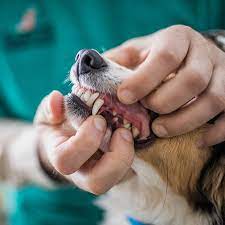 Animal Dental Care and Oral Surgery