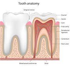 Palmetto Endodontics