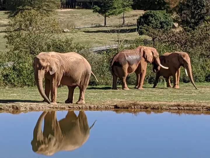 North Carolina Zoo