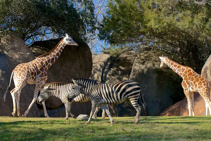 North Carolina Zoo